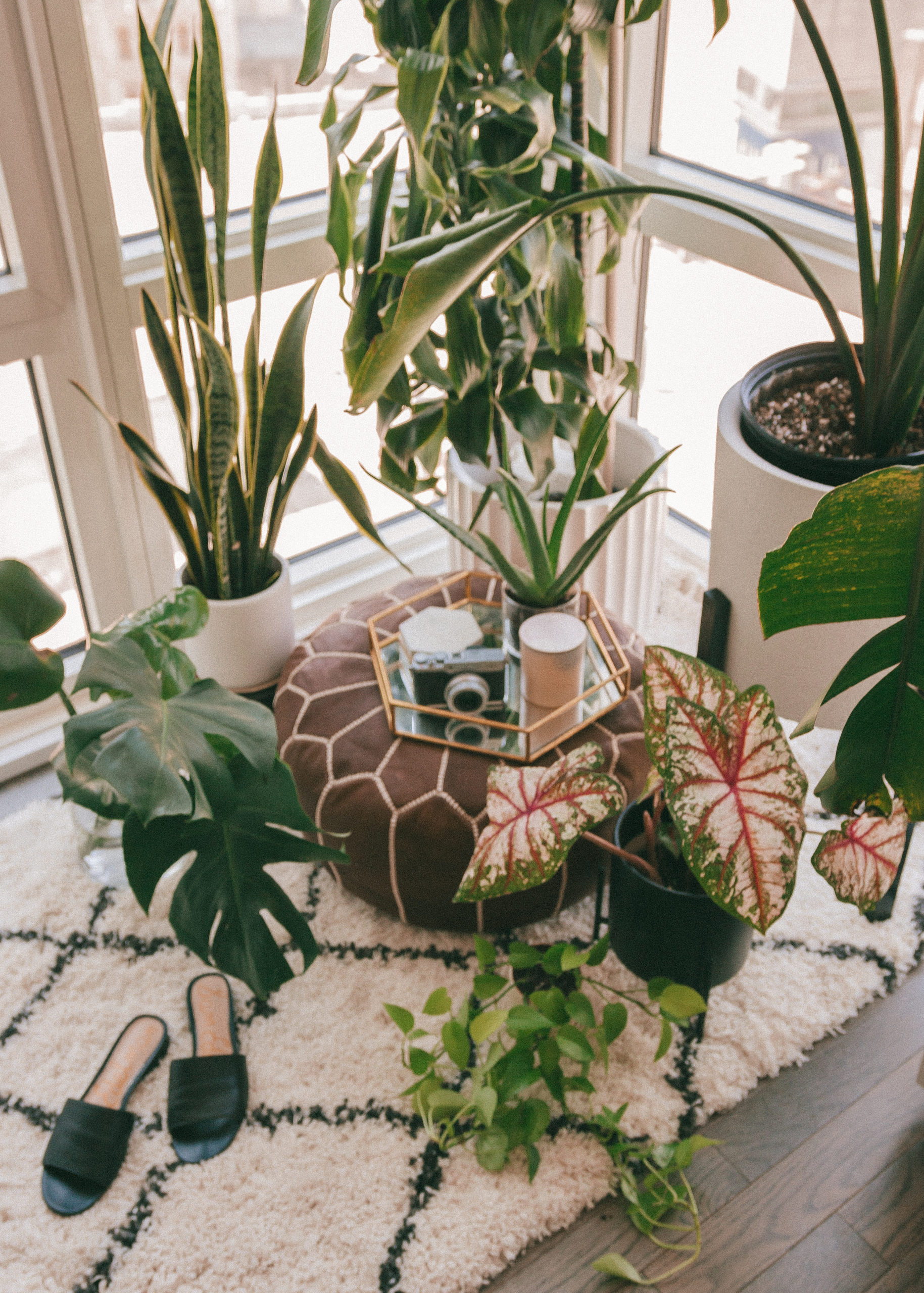 houseplant plant care guide diy winter seasonal home decor