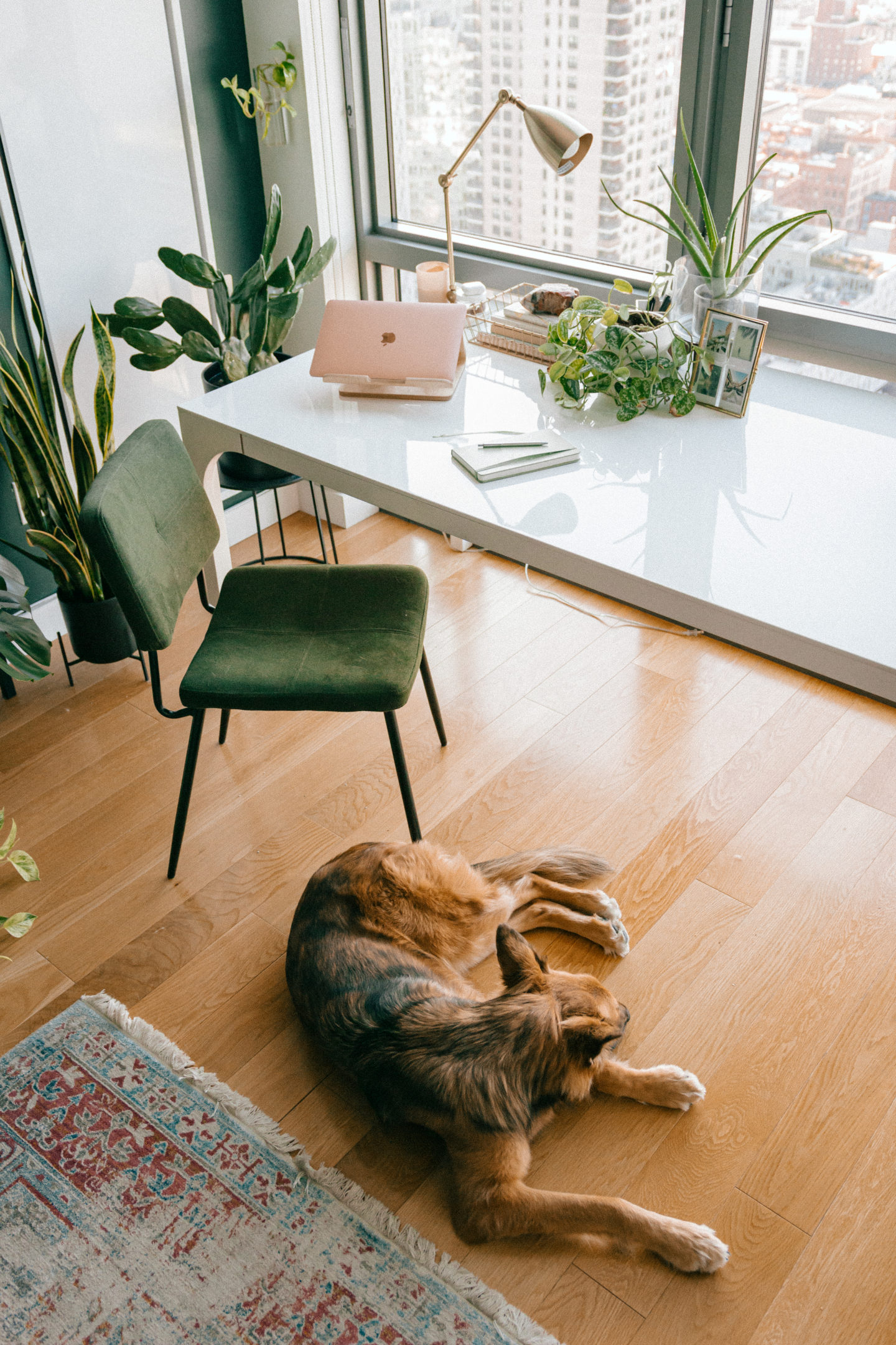 Apartment Living Room Mid Century Modern Cozy Boho Houseplants Urban Jungle Plant Wall Sofa Inspo Interior Decor Desk